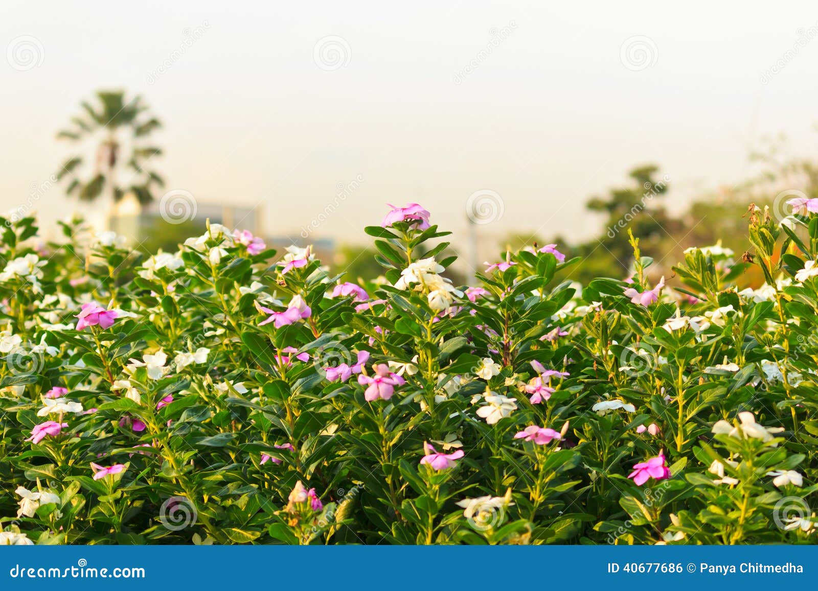Roseus do Catharanthus foto de stock. Imagem de exterior 40677686