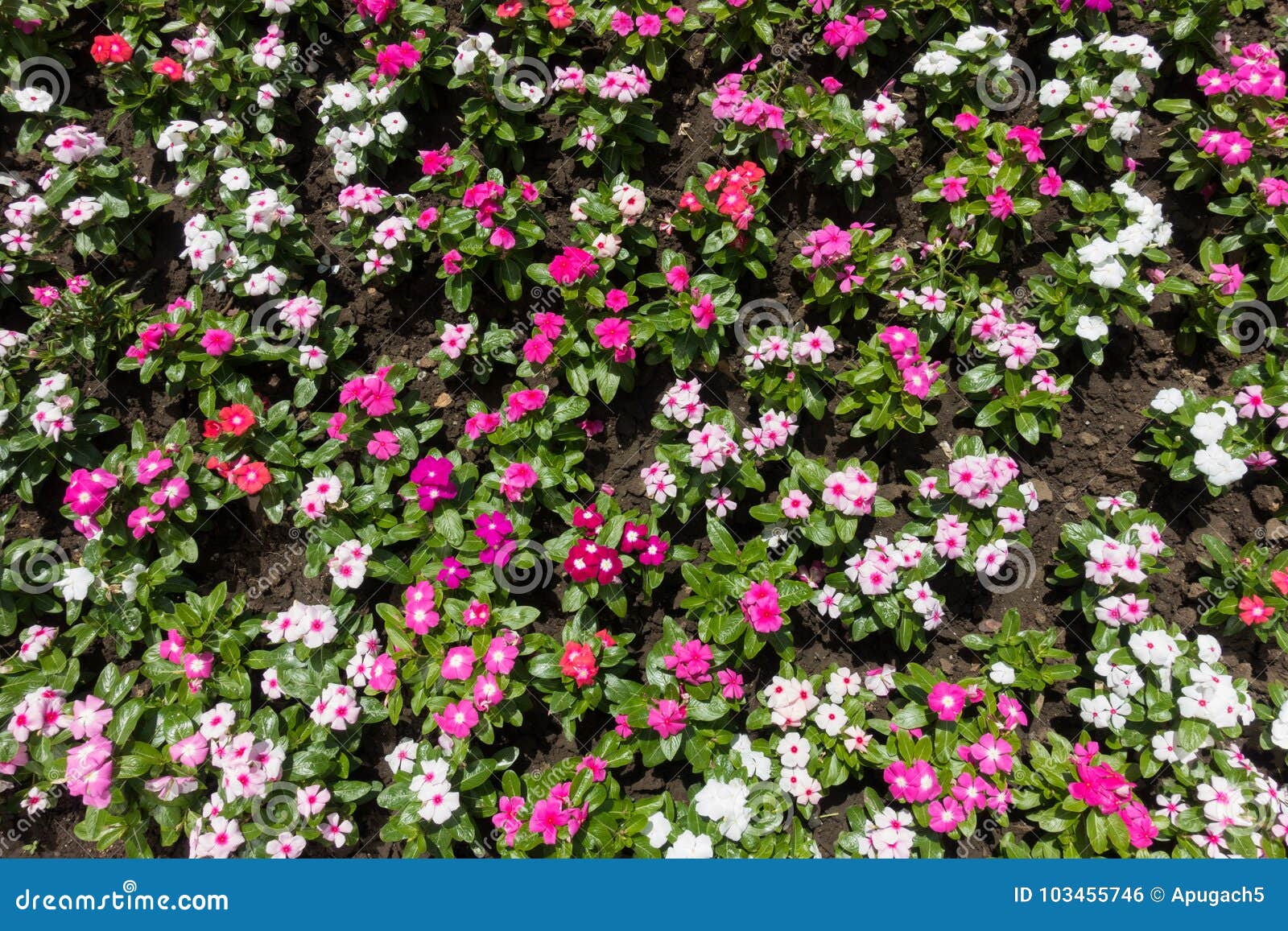 Roseus Do Catharanthus Na Flor Completa Foto de Stock Imagem de