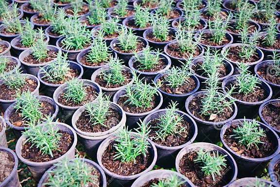 RosmarinPflanze in Topf Im Natürlichen Kräutergarten Baumschule Garten