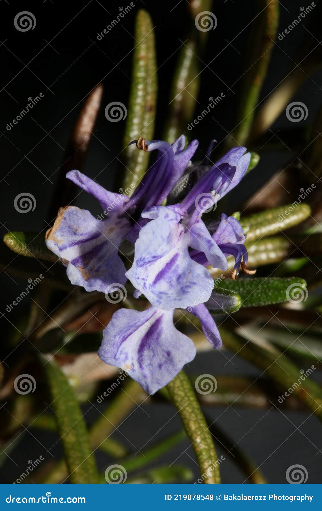 rosmarinus officinalis flower close up family lamiaceae in black modern background high quality big size print