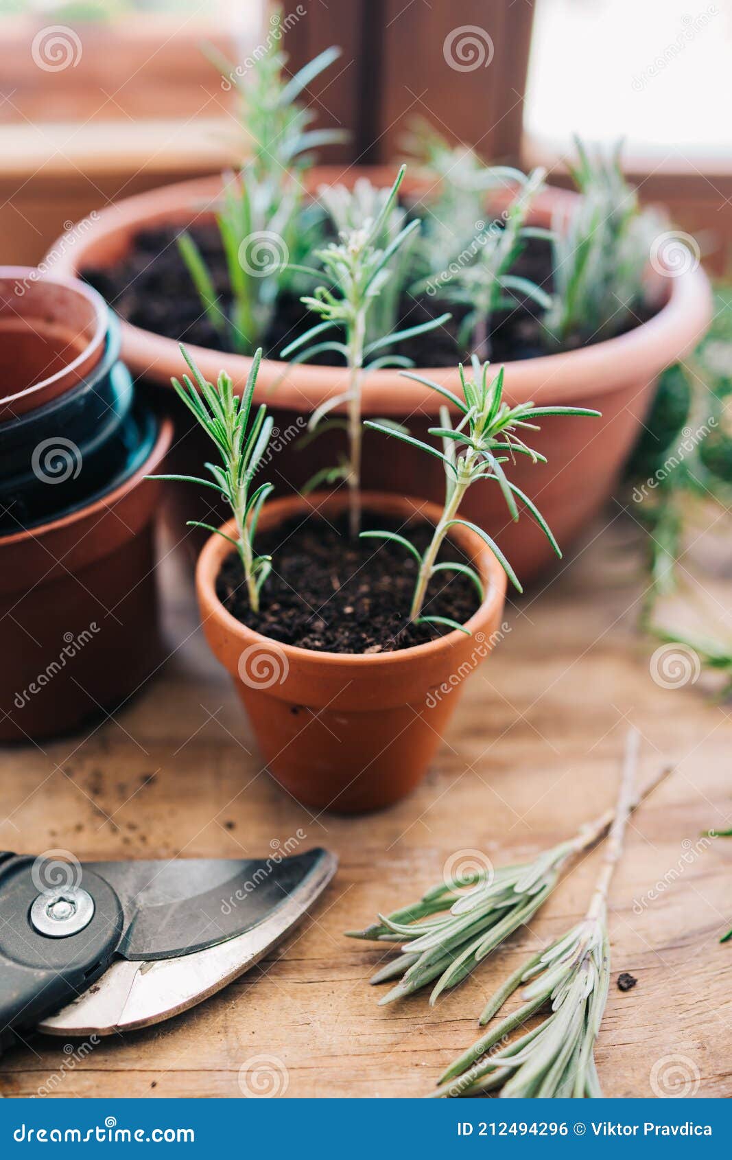 rosmarinus plant cuttings