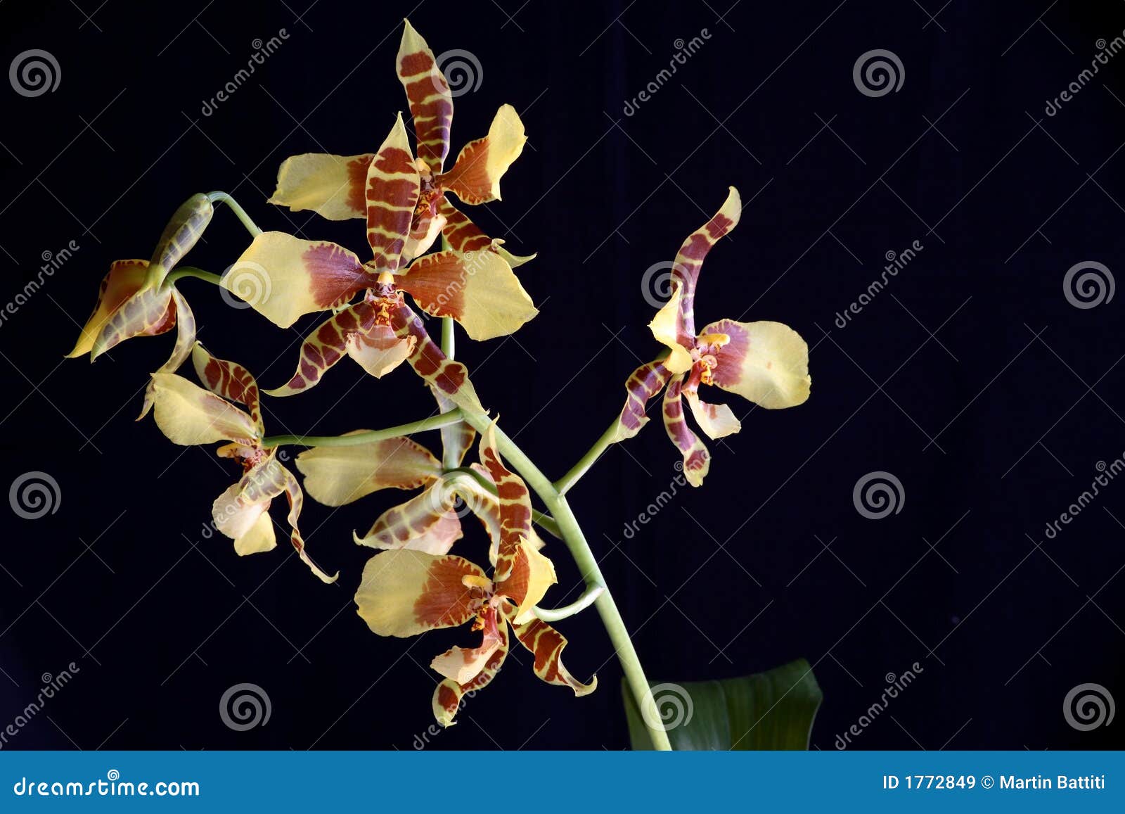rossioglosum orchid 2