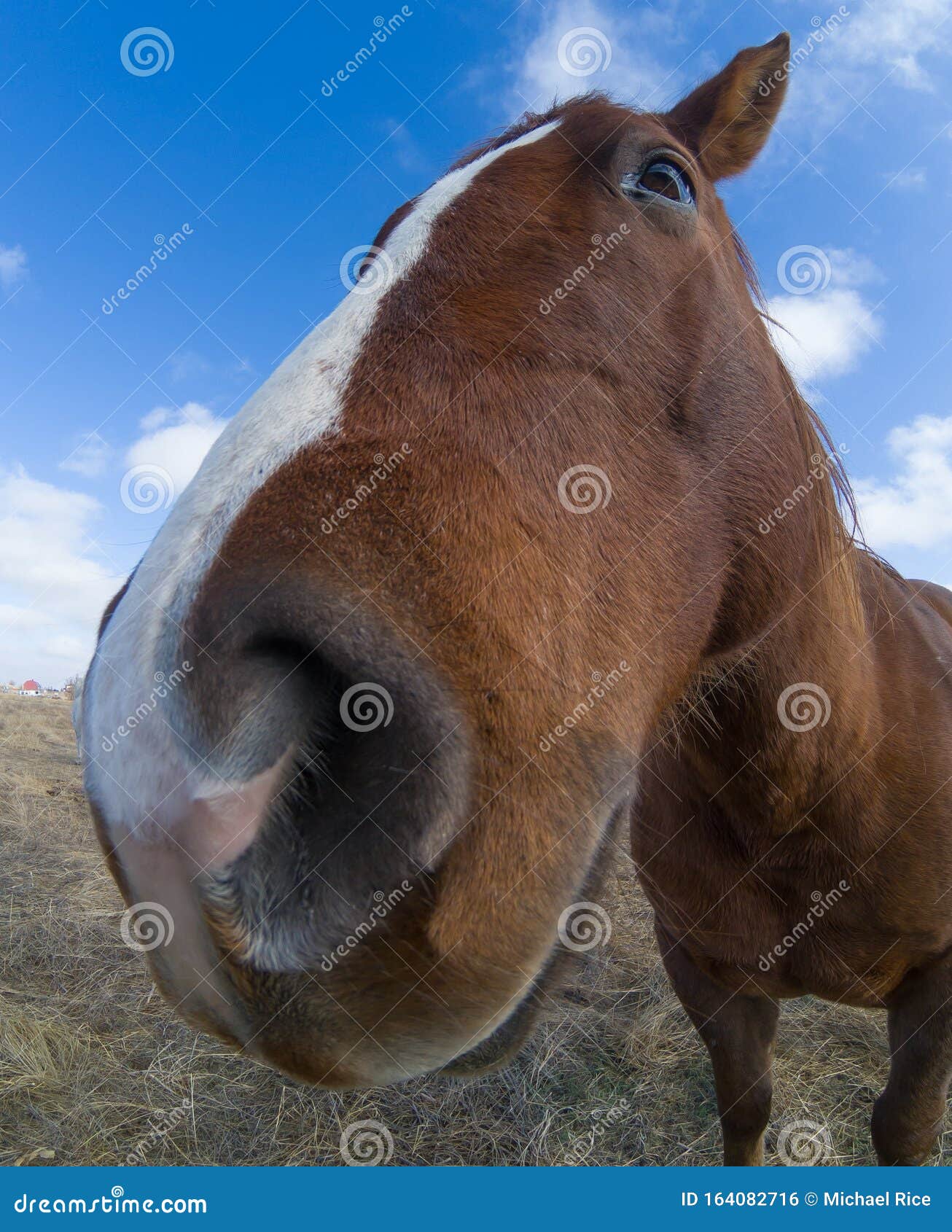 Cavalo rindo engraçado com olhos castanhos pretos e focinho