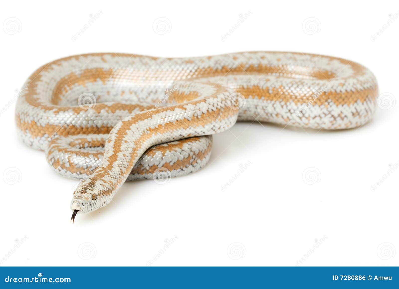 Rosy Rat Snake Florida Keys Corn In A Tree On North Key Largo, Florida