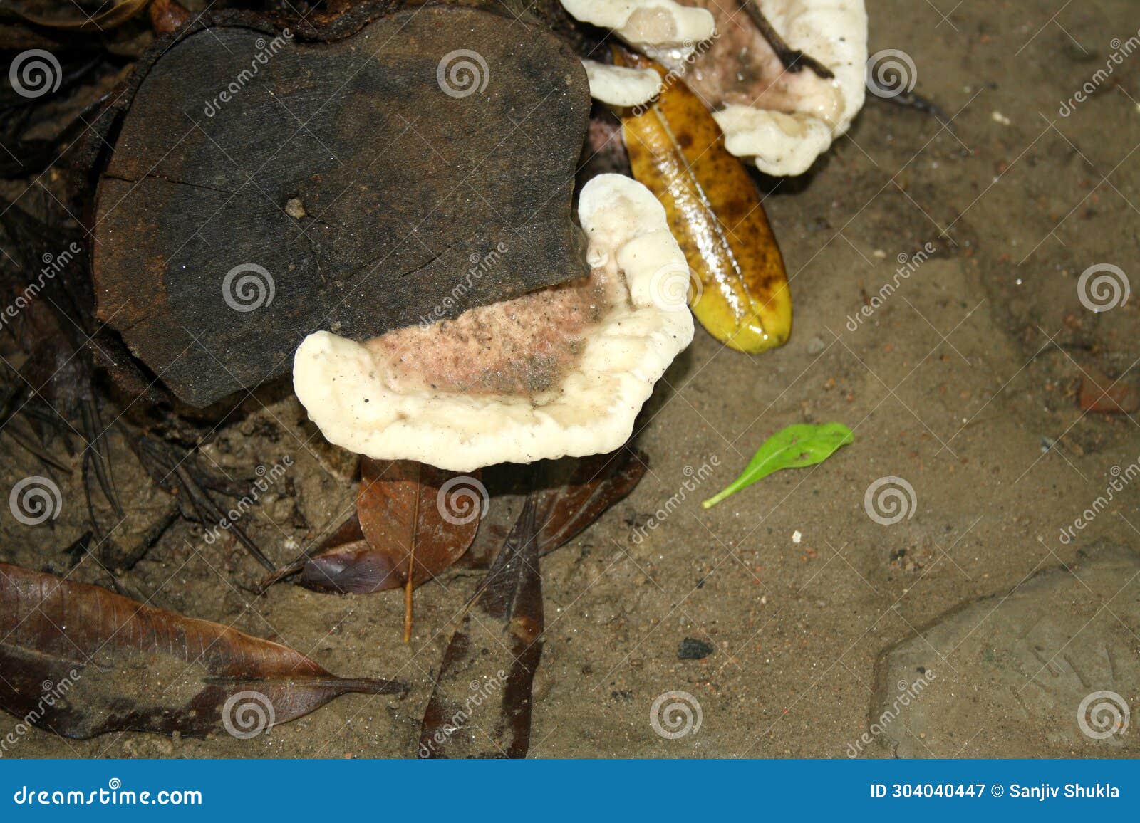 rosy conk (fomitopsis cajanderi) growing on dead wood : (pix sanjiv shukla)