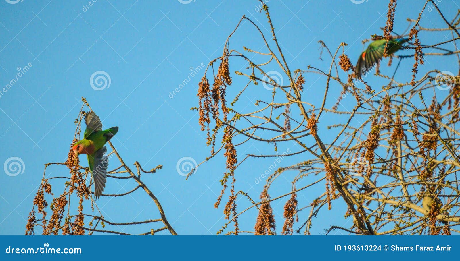 Rosy Faced Lovebird Or Agapornis Roseicollis Also Known As Rosy ...