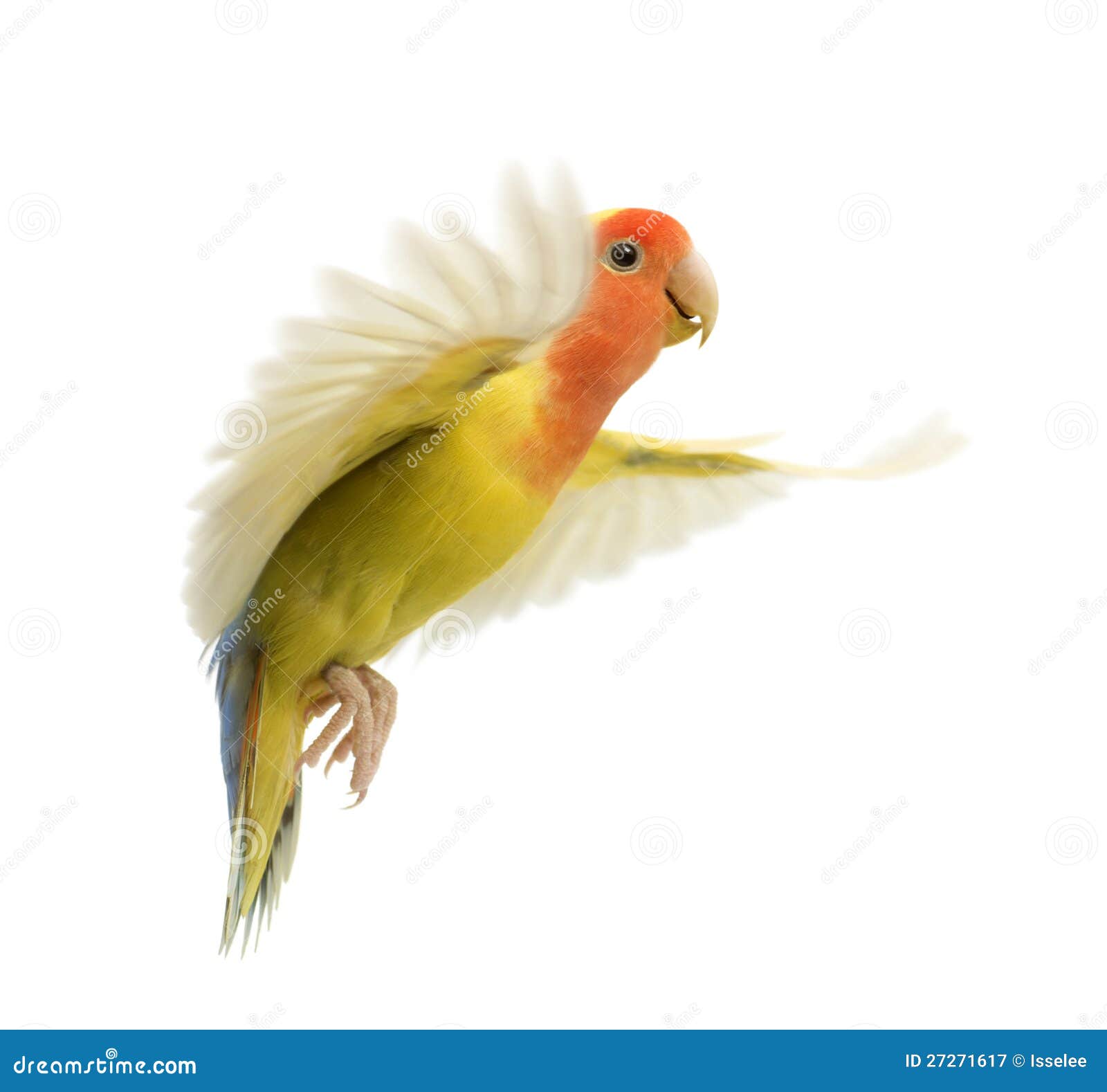 Rosyfaced Lovebird flying stock image. Image of flight 27271617