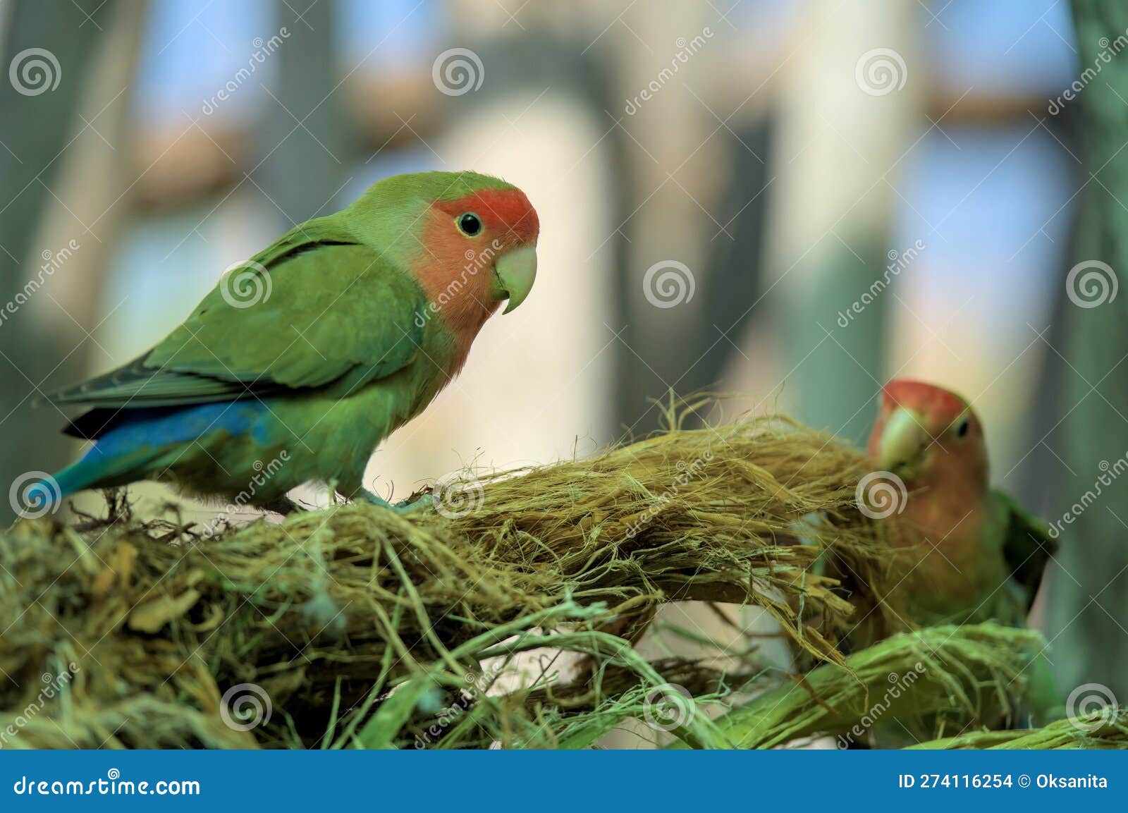 Rosy-Faced Lovebird Parrot Bird Is Sitting On A Branch And Building A Nest.  Stock Photo - Image Of Color, Wild: 274116254