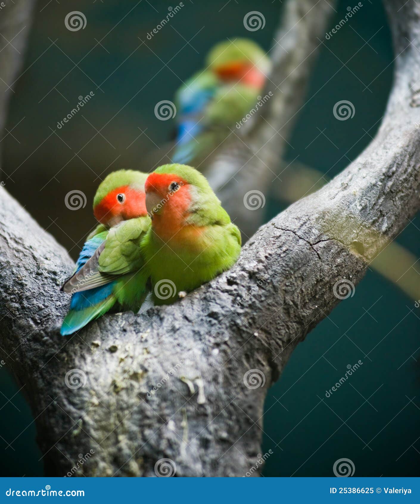 List 90+ Images rosy-faced lovebird male and female Full HD, 2k, 4k