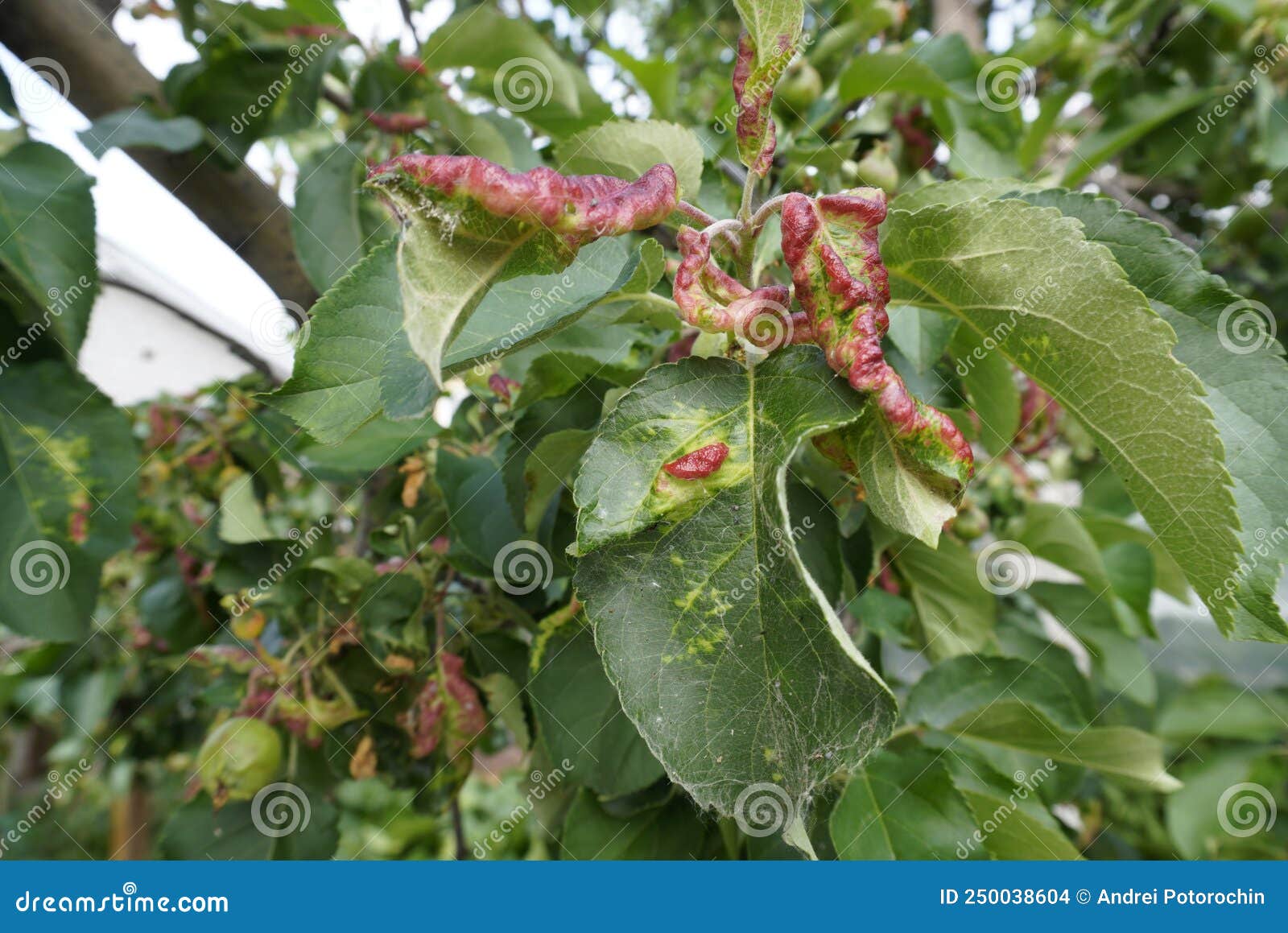Rosy Leafcurling Apple Aphids (Dysaphis Devecta), Apple Tree Pest