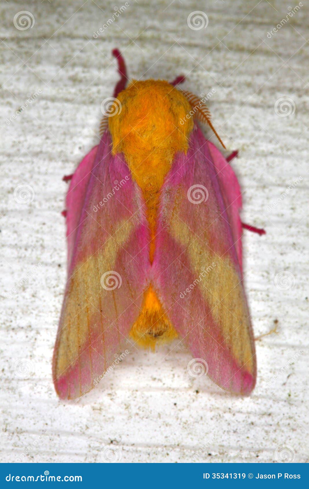 https://thumbs.dreamstime.com/z/rosy-maple-moth-dryocampa-rubicunda-sits-wall-central-florida-35341319.jpg