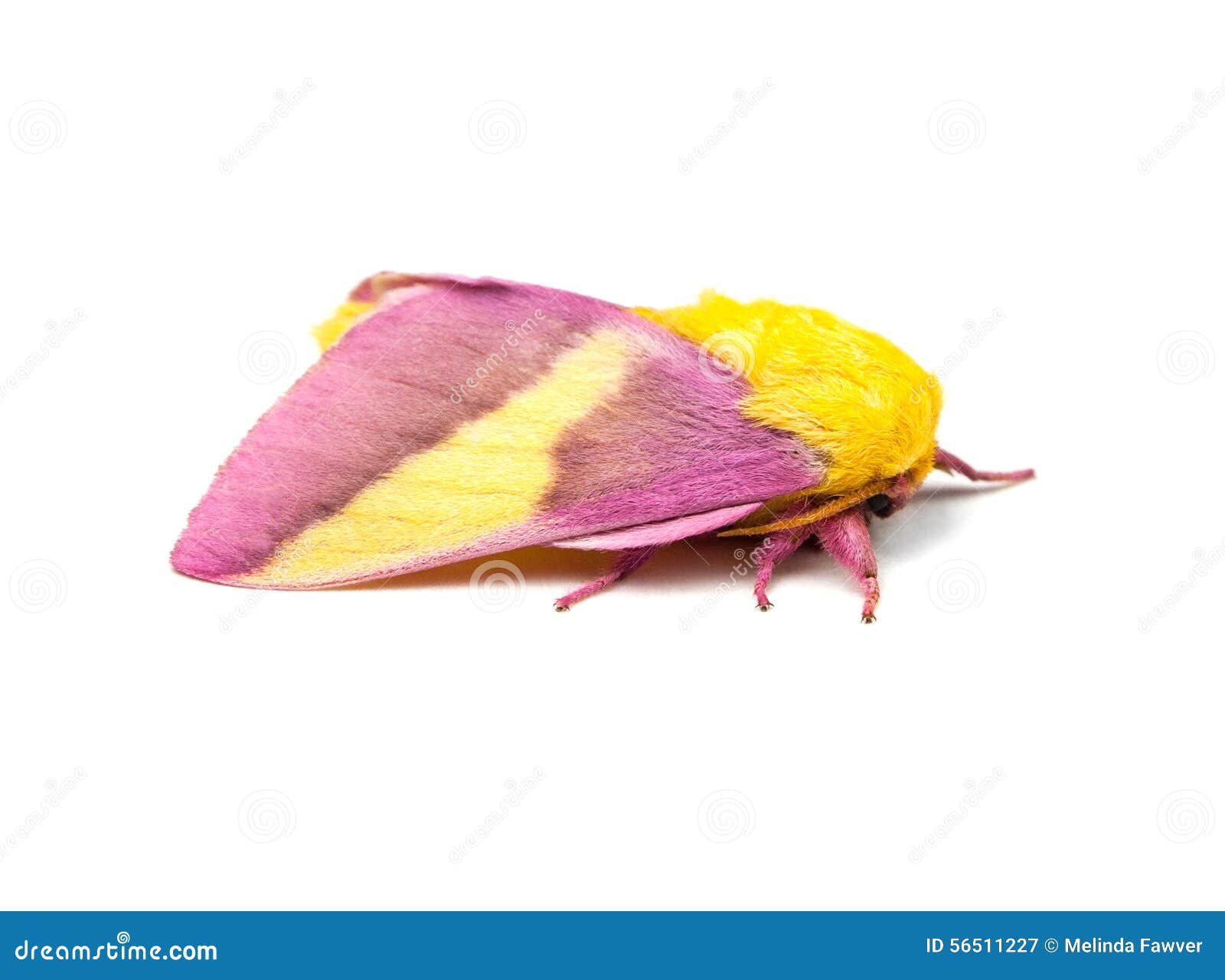 rosy maple moth 