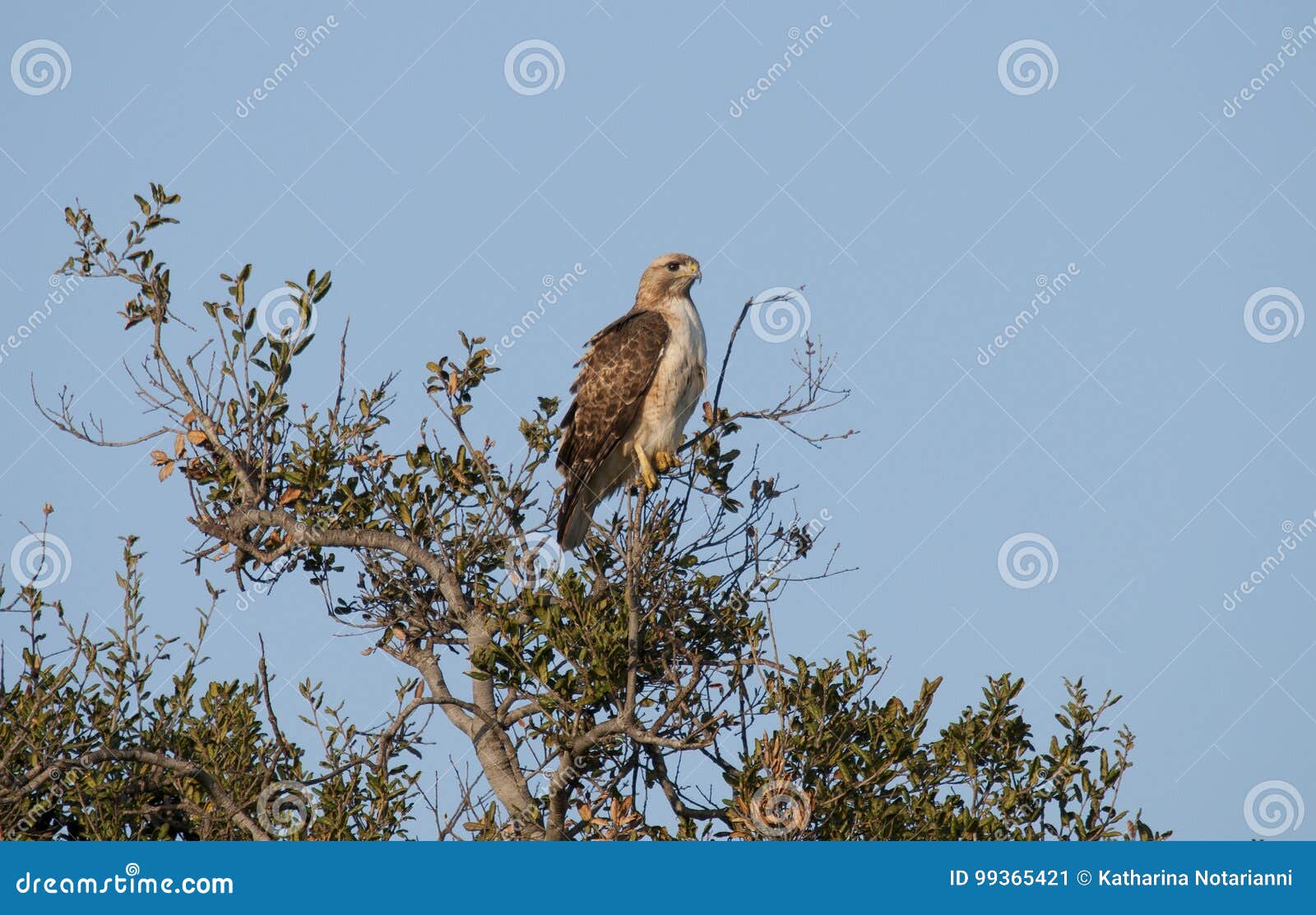 download the band of hawk download the band of hawk