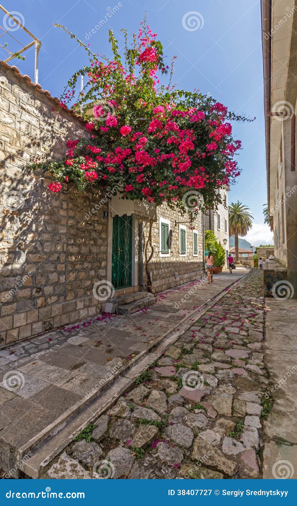 Rot blüht Bouganvilla in der schmalen Stadtstraße. Eine ruhige Straße in Herceg Novi. Am Eingang zum Haus wächst einen enormen roten Busch des Bouganvillas