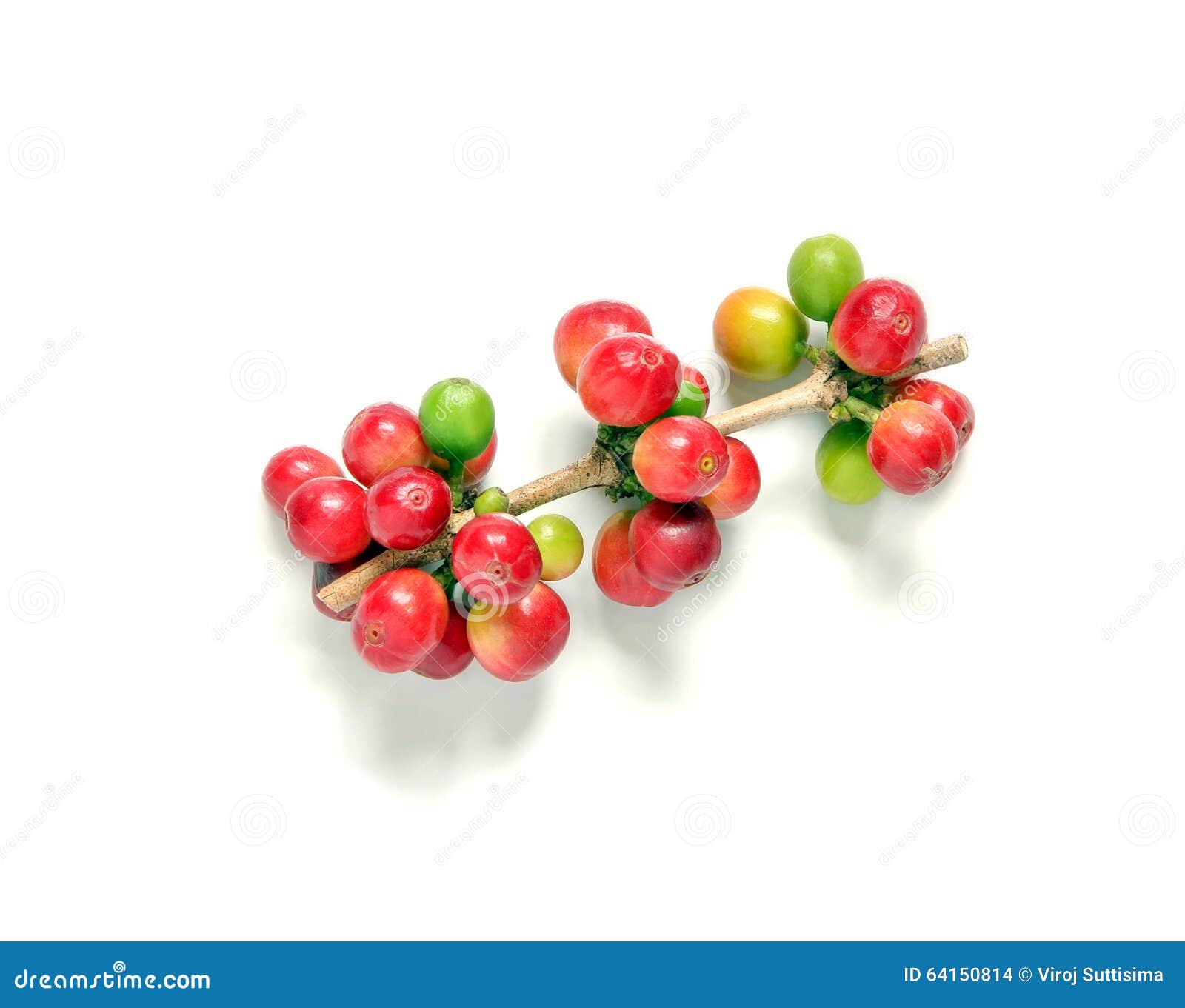 Rot Und Rohkaffeebeeren Auf Stamm Stockfoto - Bild von getreide, getränk:  64150814