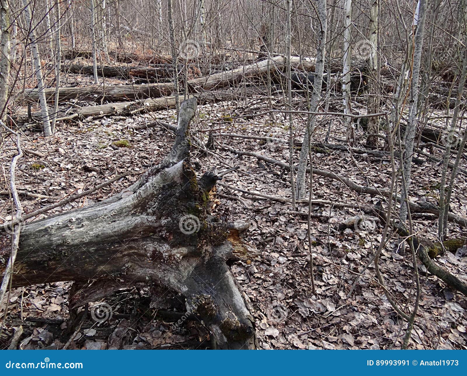 Rota av ett stupat gammalt träd i en forested skog. Stam av det stupade trädet i torrt gräs