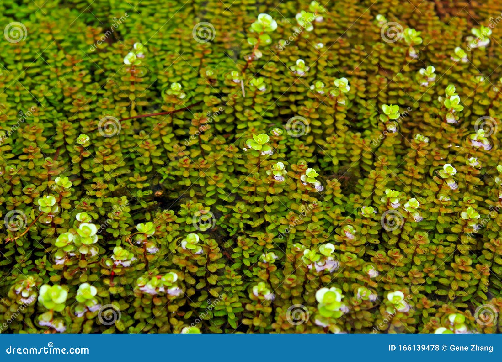rotala rotundifolia, die zwergrotala stockfoto - bild von handel