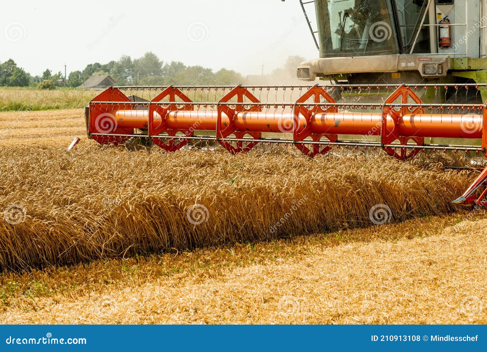 rotary straw walker combine harvester cuts and threshes ripe wheat grain. platform grain header with thresher reel