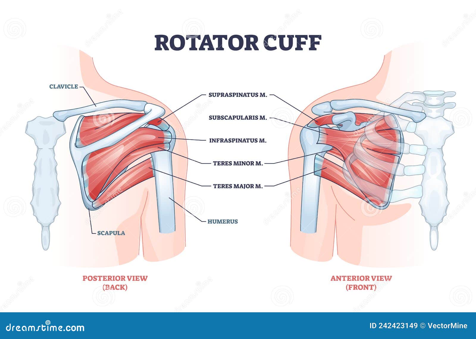 rotator cuff anatomical structure and location explanation outline diagram