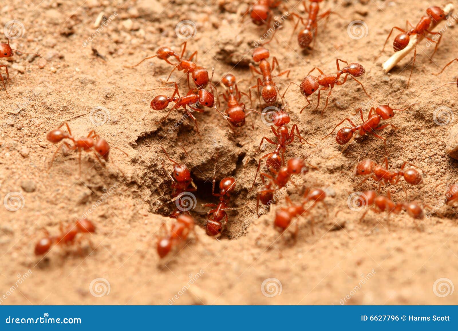 Rote Ameisen stockfoto. Bild von wildnis, funktion, insekt 6627796