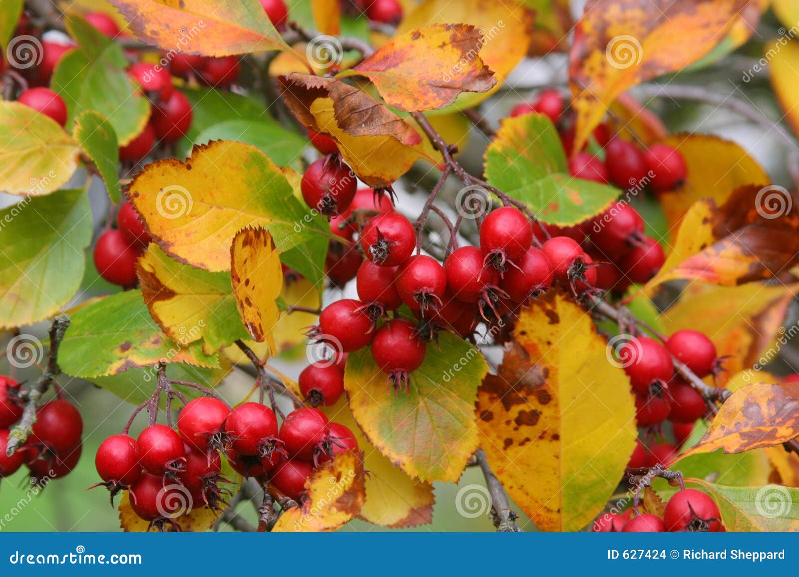 Rote Beeren stockfoto. Bild von herbst, ernte, sonderkommando 627424