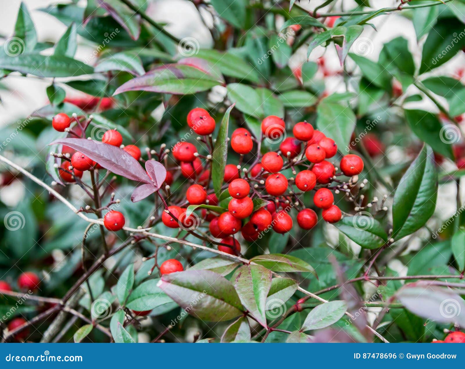 Rote Beeren Auf Grünem Belaubtem Busch Stockfoto Bild von gesund