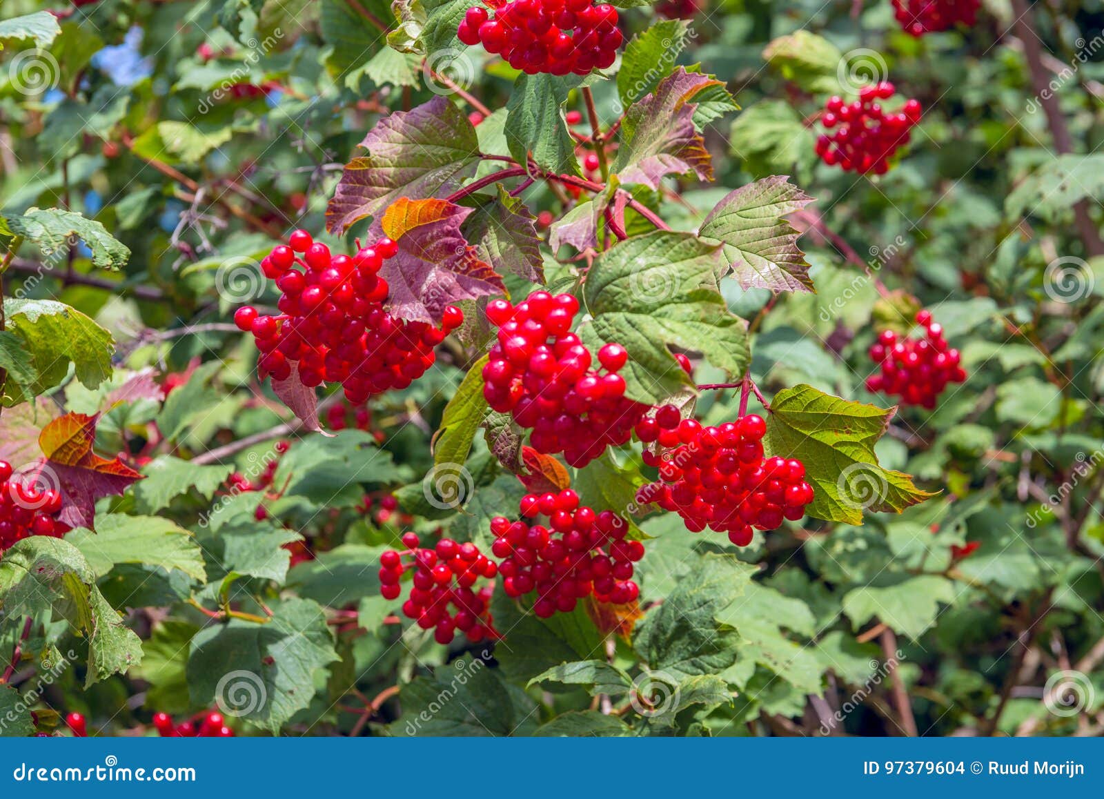 Rote Beeren Eines Guelderrosenbusches Stockfoto Bild von ökologie