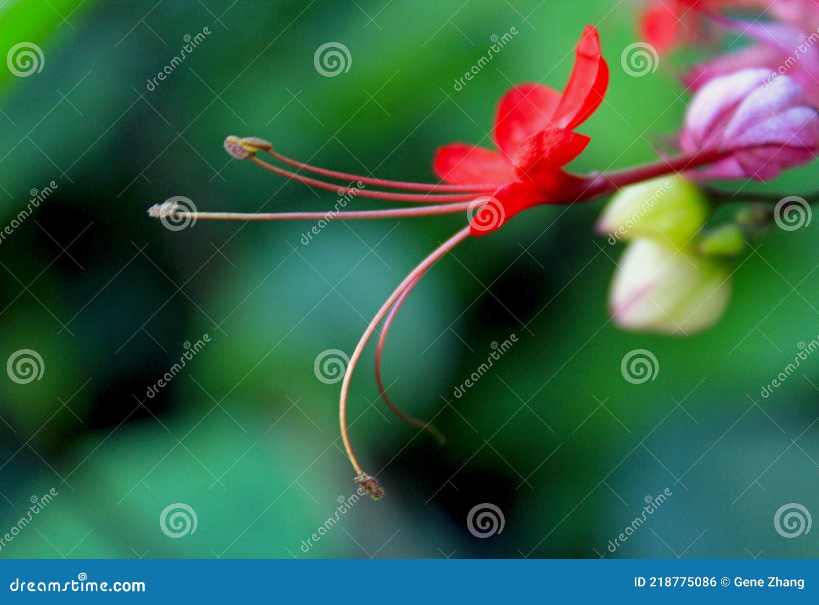 Rote Blute Von Blutenden Herzweinen Clerodendrum Thomsoniae Delectum Stockfoto Bild Von Nantucket Bluten 218775086