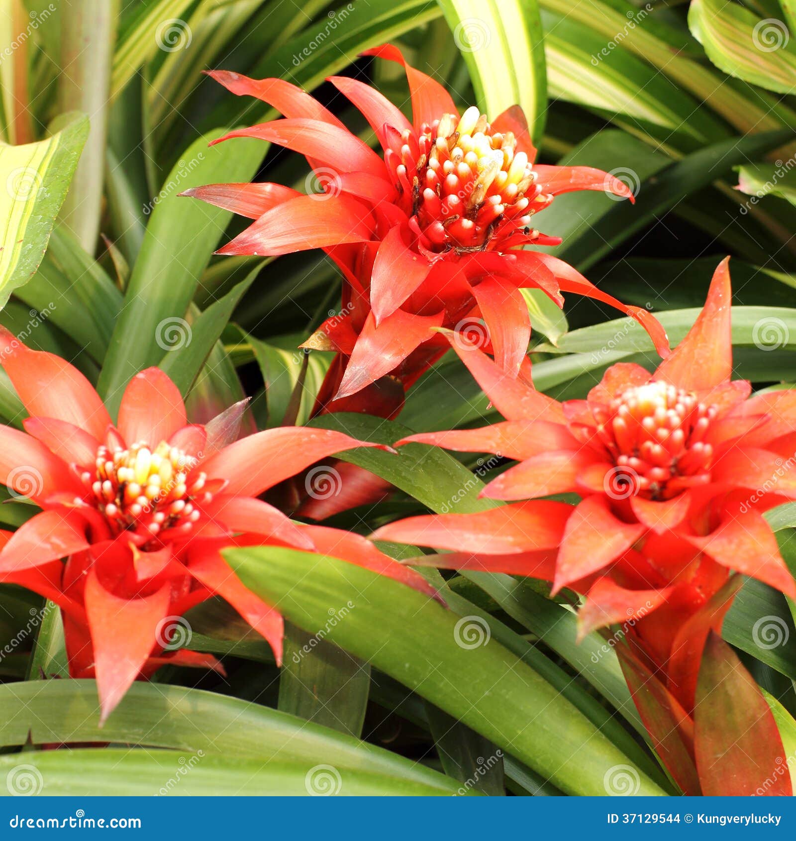 Rote Bromelien stockfoto. Bild von hintergrund, grün 37129544