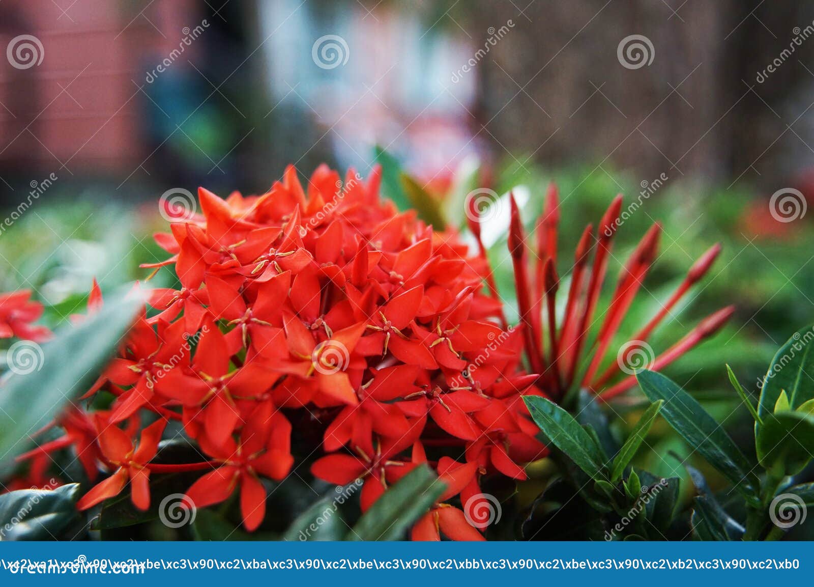 Rote Exotische Blumen In Thailand Stockbild Bild Von Exotische Blumen