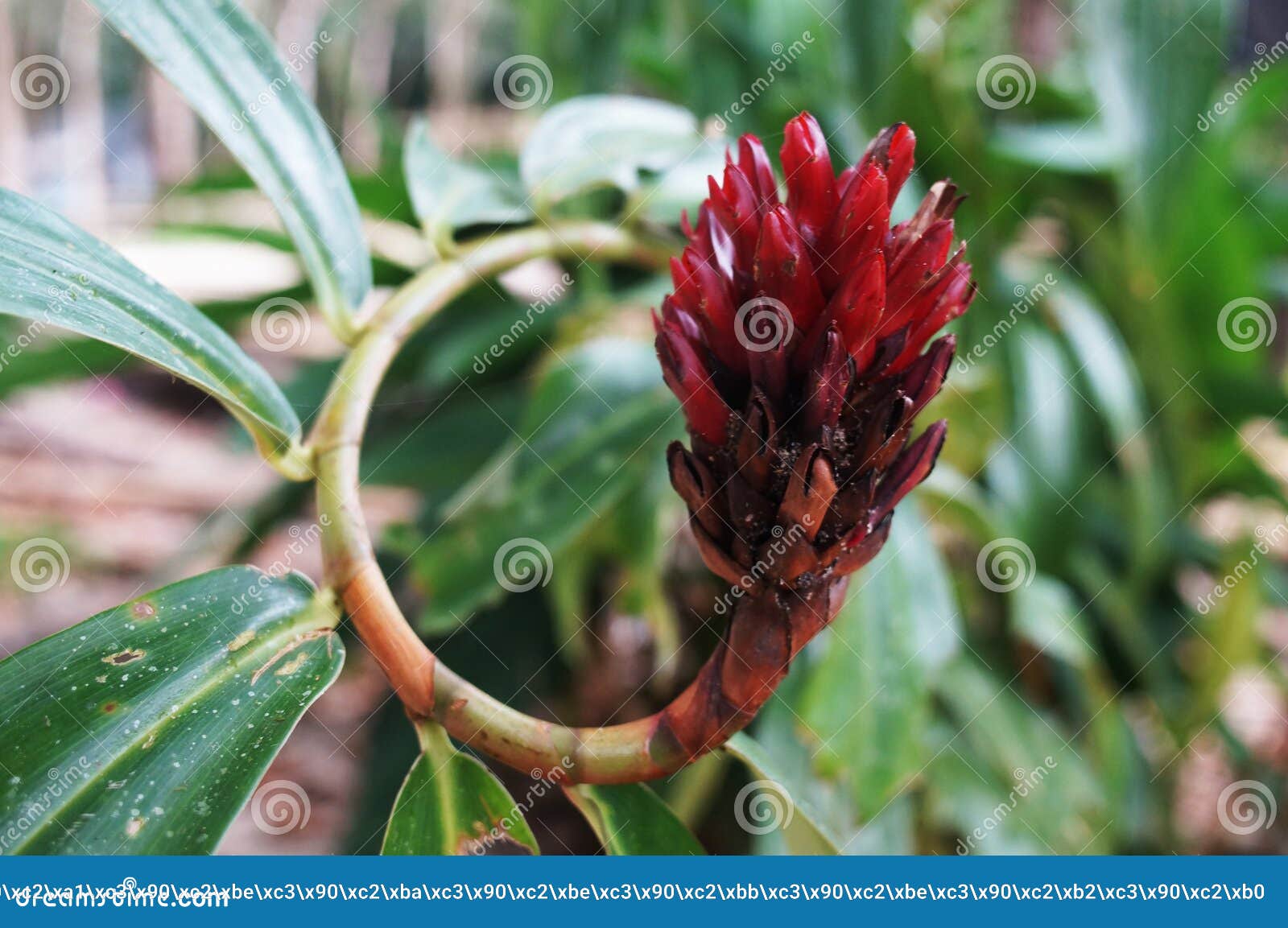 Rote Exotische Blumen In Thailand Stockbild Bild Von Rote Blumen