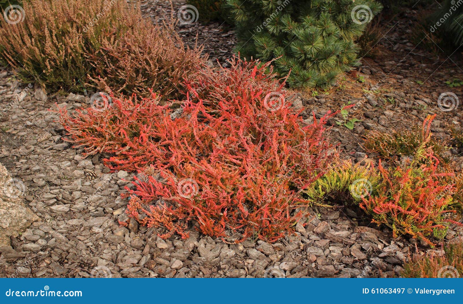 Rote Heide (Calluna Gemein, Robert Chapman) Im Garten Stockbild Bild