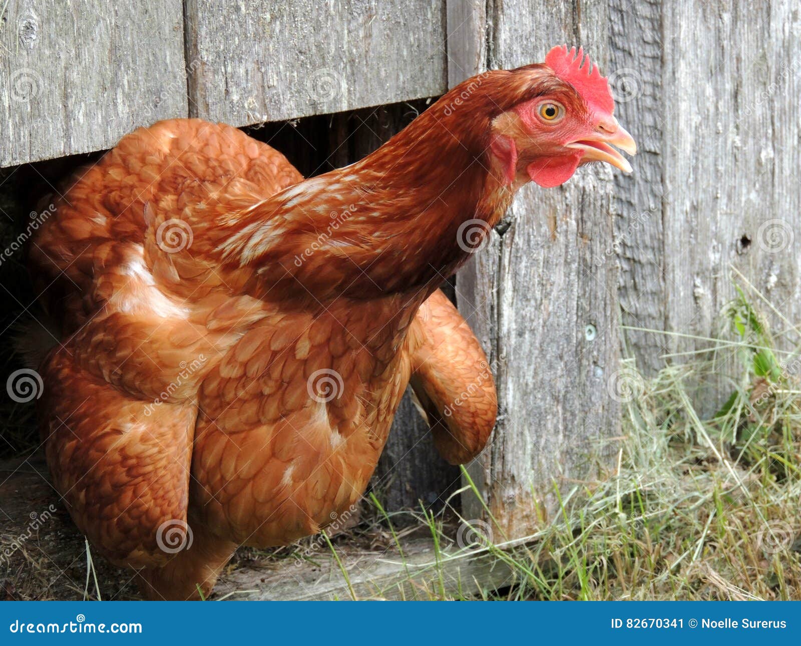 Rote Henne Stockbild Bild Von Nervos Federn Geflugel 82670341