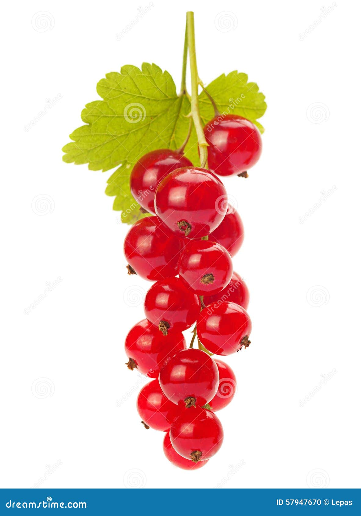 Rote Johannisbeere Mit Blatt Stockfoto - Bild von frucht, beere: 57947670