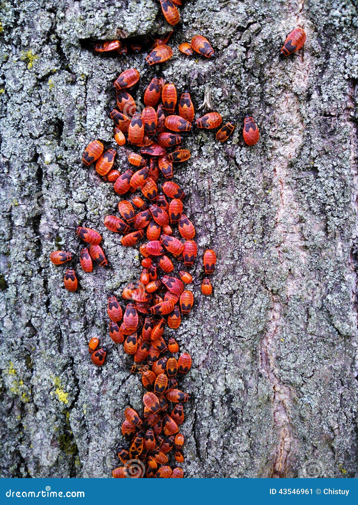 Rote Käfer Auf Einem Baum Pyrrhocorisapterus Stockbild Bild von