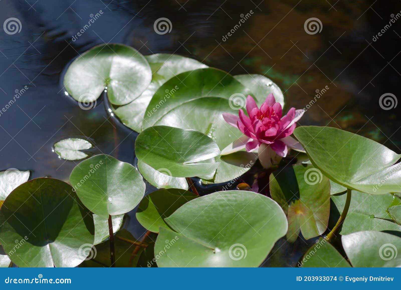 Rote Lotosblume im Teich stockfoto. Bild von blüte, lilie 203933074