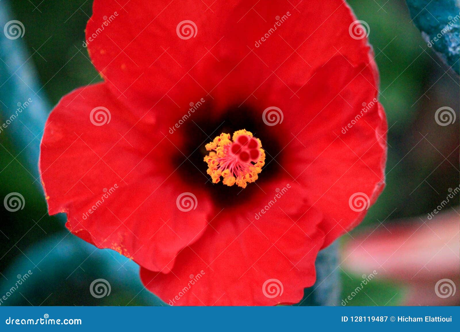 Rote Mohnblumeblumen. Rote Mohnblumenblumen auf einem Gebiet