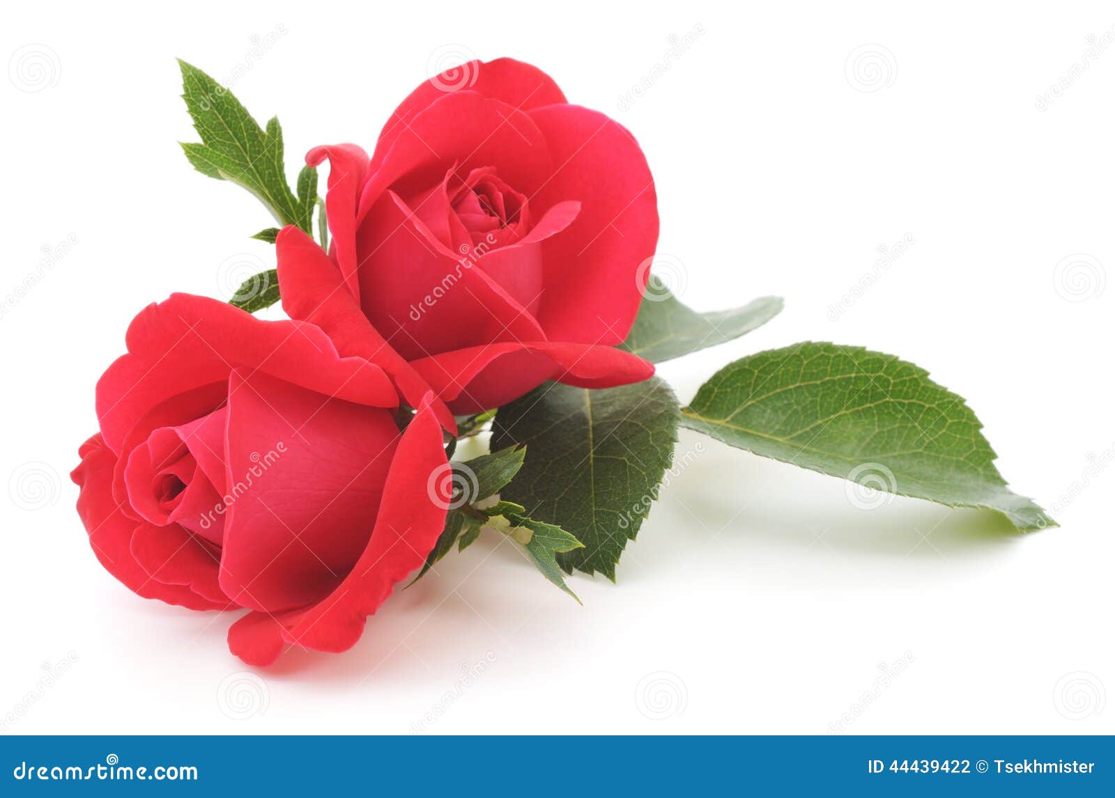 Zwei schöne rote Rosen auf einem weißen Hintergrund