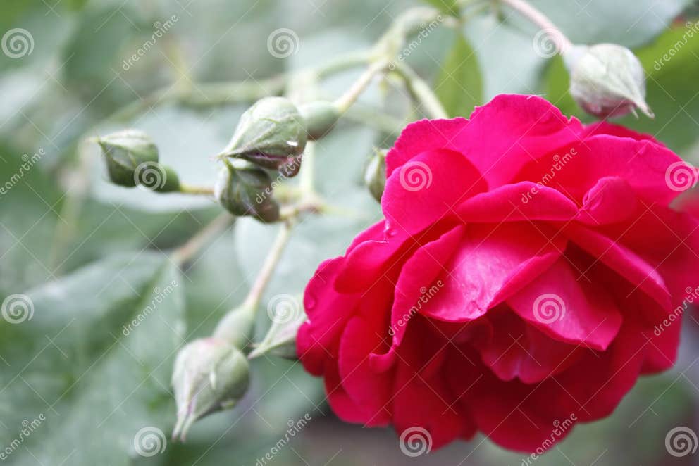 Rote Rosen Auf Einem Busch Im Garten Nahaufnahme Stockbild Bild von