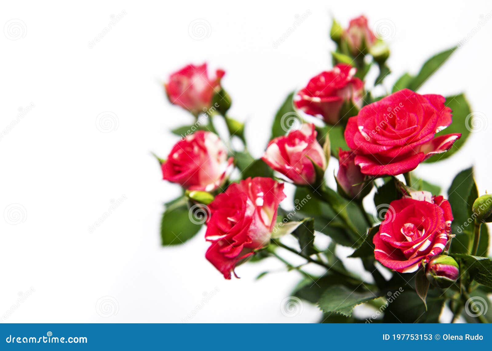 Rote Rosen Auf Weiss Stockbild Bild Von Weiss Rosen