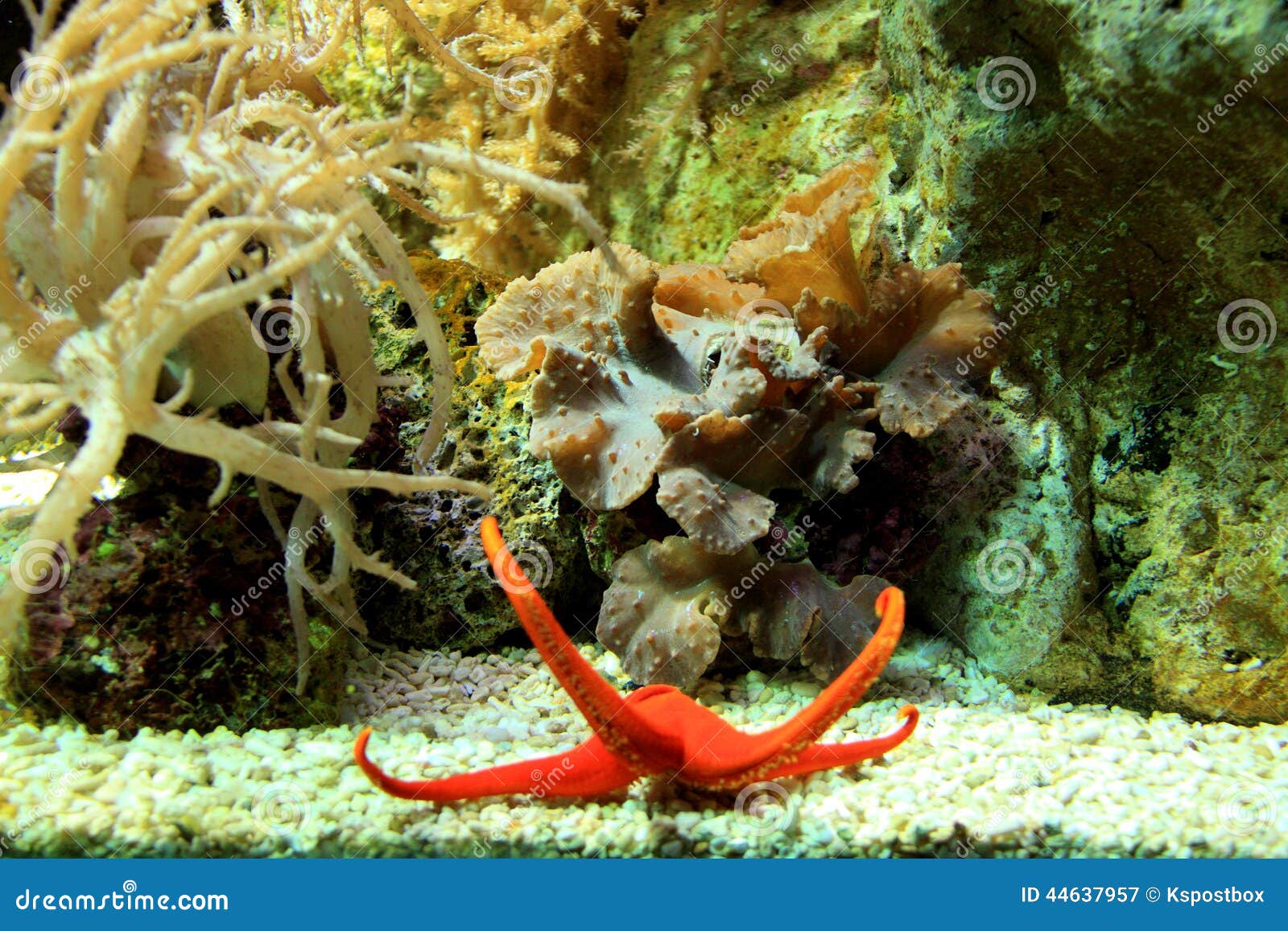 Rote Starfish im Behälter