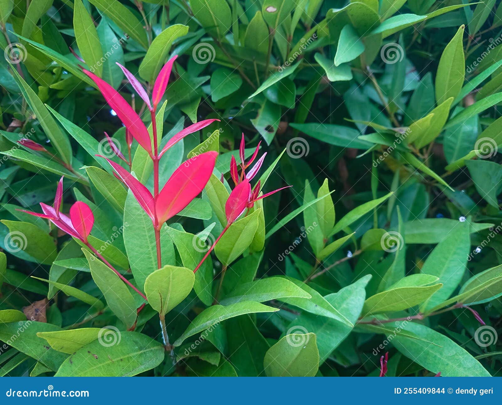 Rote Triebe Oder Rote Triebe Sind Pflanzenarten, Die Als Zierpflanzen Der Gattung Syzygium