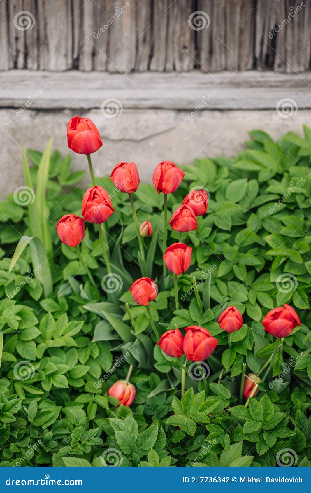 Rote Tulpen, Die Im Garten Nahe Der Scheune Wachsen. Stockfoto Bild