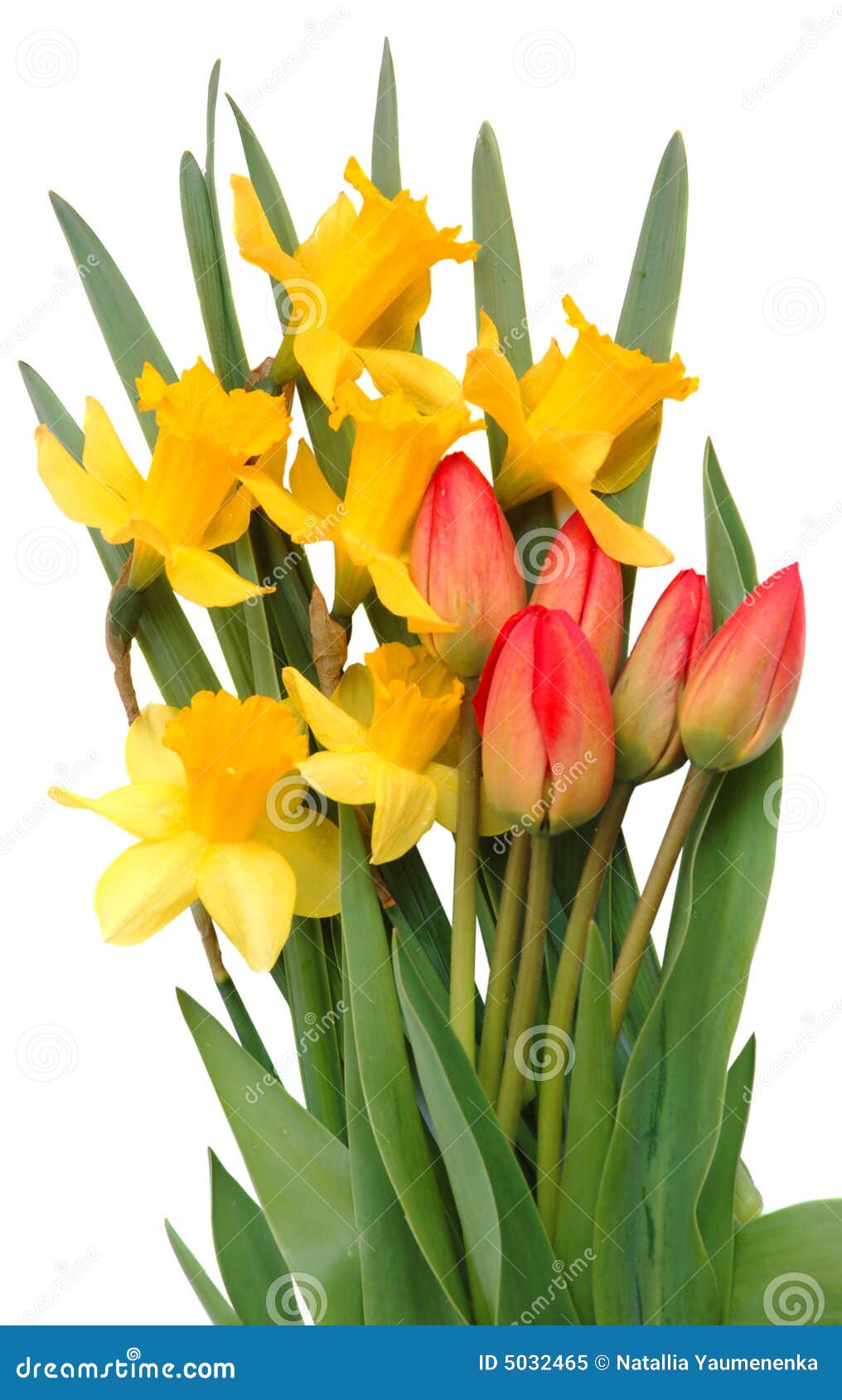 Rote Tulpen Und Gelbe Narzisse Stockbild Bild von märz, feiertag 5032465