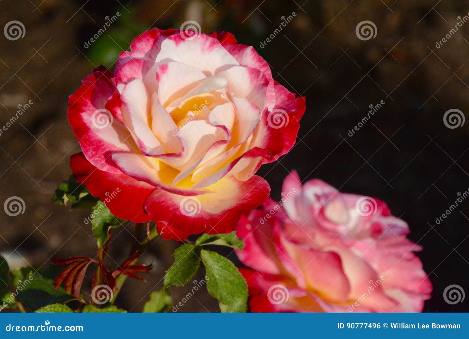 Rote U Weisse Rose Stockfoto Bild Von Blumenblatter 90777496