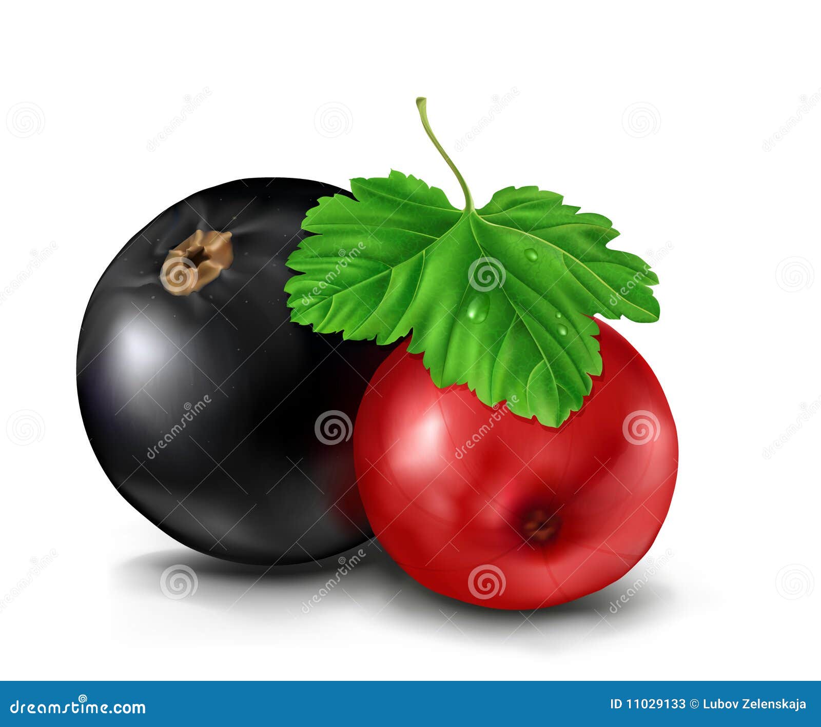 Rote Und Schwarze Johannisbeeren Vektor Abbildung - Illustration von