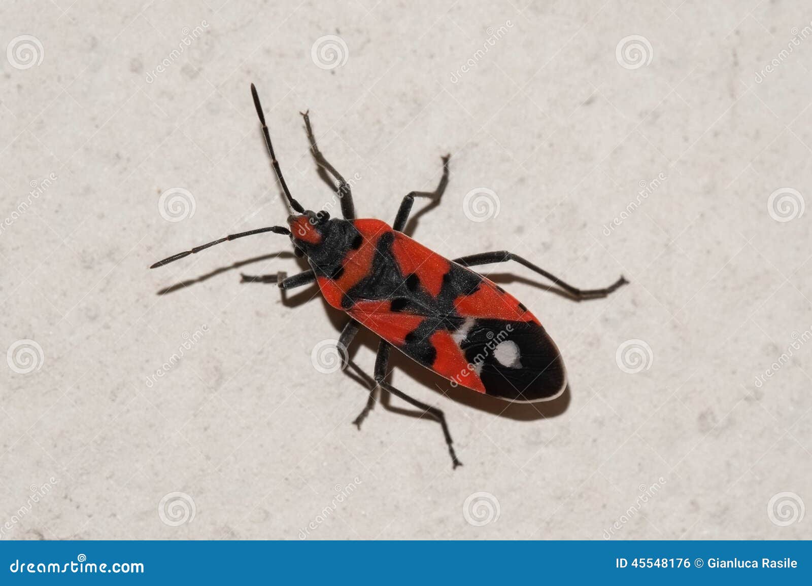 Rote Und Schwarze Wanze Auf Der Wand Stockfoto - Bild von farben, augen