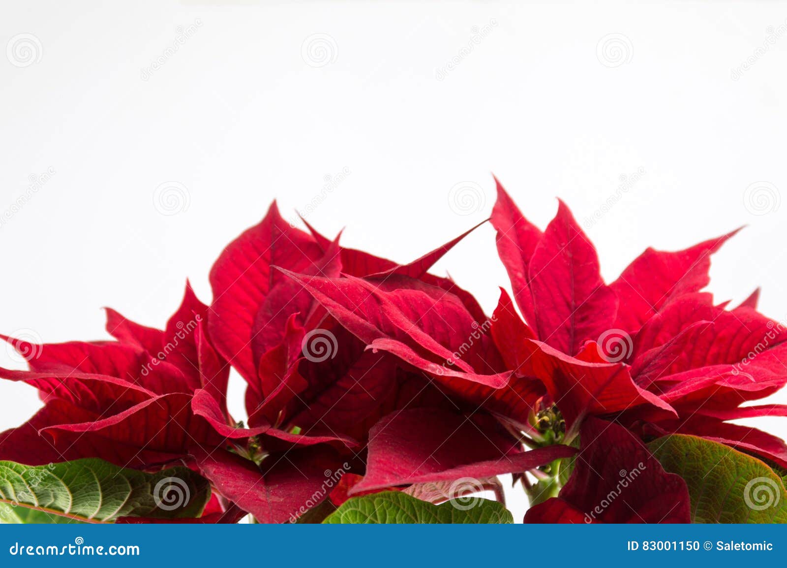 Roter Baum Der Weihnachtsstern Poinsettias Auf Weiß