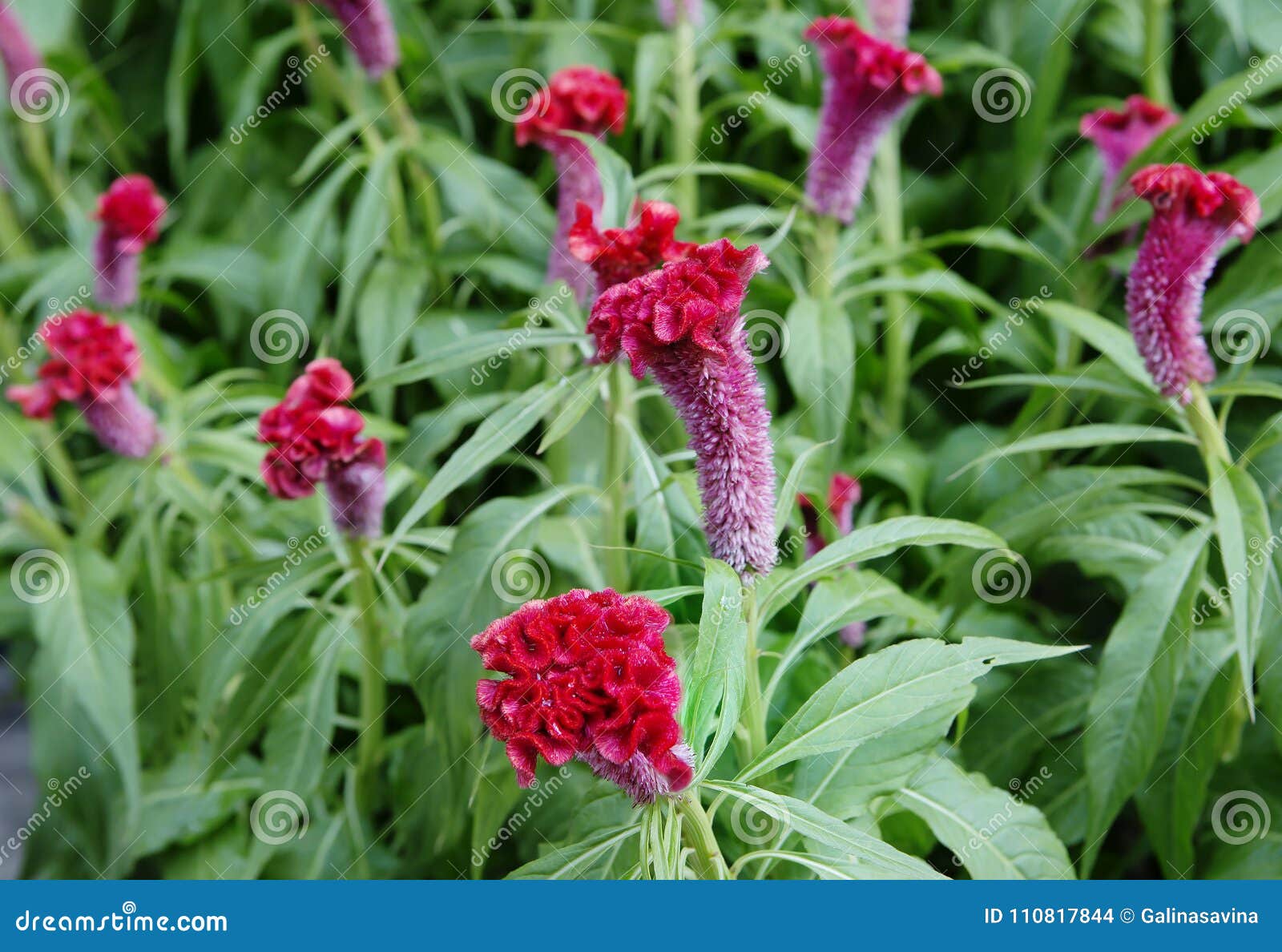 Roter Hahnenkamm, Celosia Cristata Blume Stockfoto Bild von niedrig