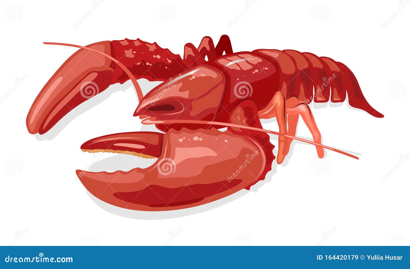 Roter Hummer Oder Languste Gekocht Gekocht Meeresfruchte Meerestier Vektor Abbildung Illustration Von Krebs Greifer 164420179
